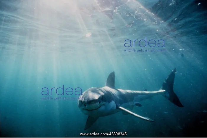 : Great White / White / White Pointer SHARK - underwater : Great White / White / White Pointer SHARK - underwater