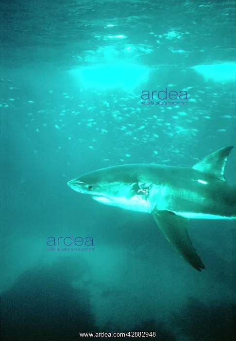 : Great White / White / White Pointer SHARK - side view : Great White / White / White Pointer SHARK - side view