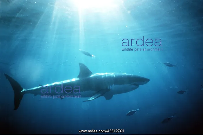 : Great White / White / White Pointer SHARK - side view : Great White / White / White Pointer SHARK - side view