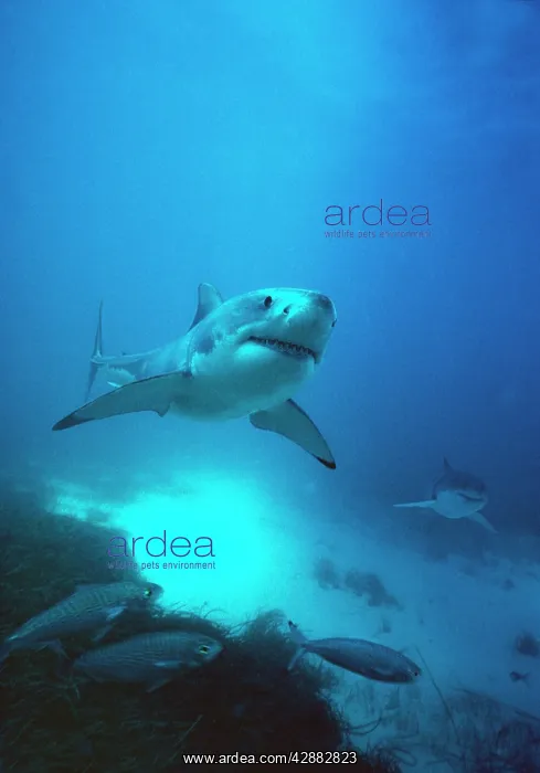 : Great White / White / White Pointer SHARK - x2 : Great White / White / White Pointer SHARK - x2