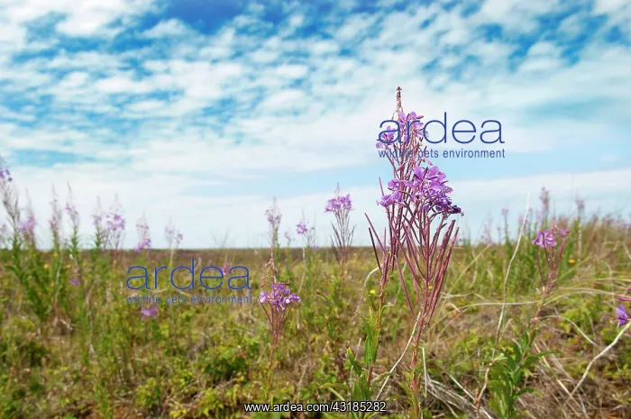 : Great Willowherb : Great Willowherb