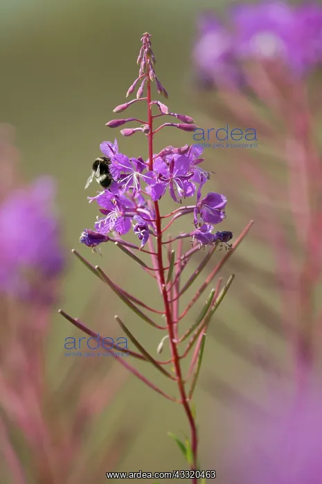 : Great Willowherb : Great Willowherb