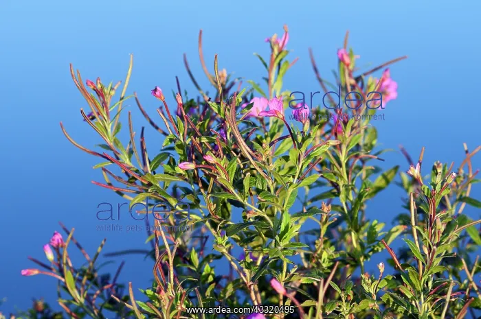 : Great Willowherb : Great Willowherb