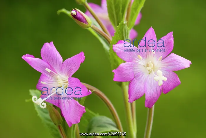: Great Willowherb / Codlins and Cream - in flower : Great Willowherb / Codlins and Cream - in flower