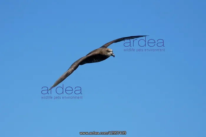 : Great-winged Petrel : Great-winged Petrel