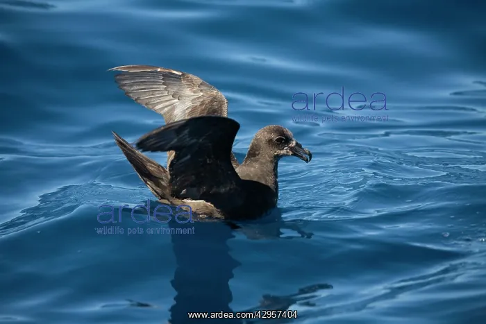 : Great-winged Petrel - At sea off Eden : Great-winged Petrel - At sea off Eden