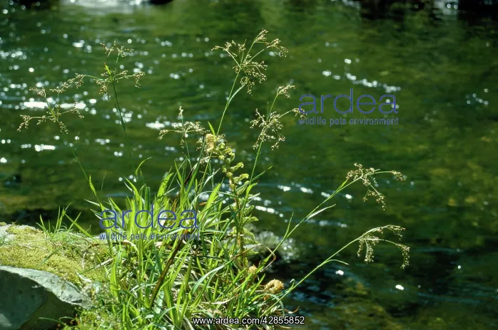 : GREAT WOOD RUSH BY WATER : GREAT WOOD RUSH BY WATER