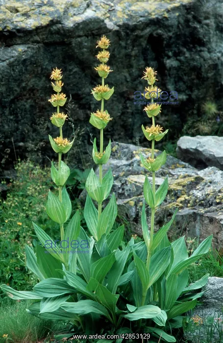 : Great Yellow Gentian : Great Yellow Gentian