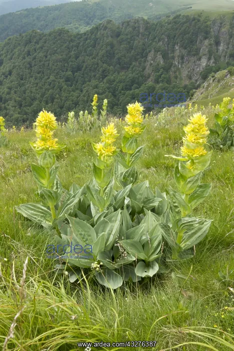 : great yellow gentian (Gentiana lutea) over the cirque : great yellow gentian (Gentiana lutea) over the cirque