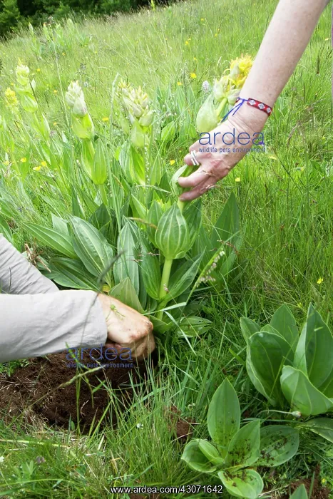 : The great yellow gentian is widely used in distillation : The great yellow gentian is widely used in distillation
