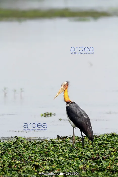 : Greater Adjutant Stork : Greater Adjutant Stork