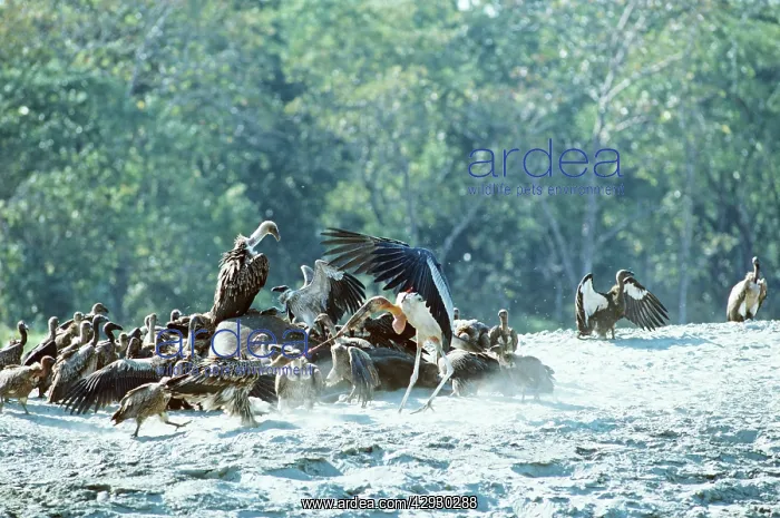 : Greater Adjutant Stork - with Indian Griffon Vulture : Greater Adjutant Stork - with Indian Griffon Vulture