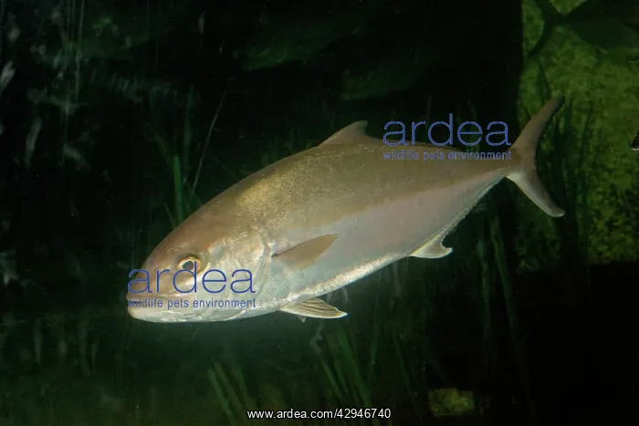 : Greater Amberjack : Greater Amberjack