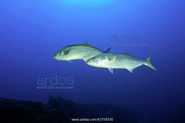 : Greater amberjack, Seriola dumerili, Santa Maria : Greater amberjack, Seriola dumerili, Santa Maria