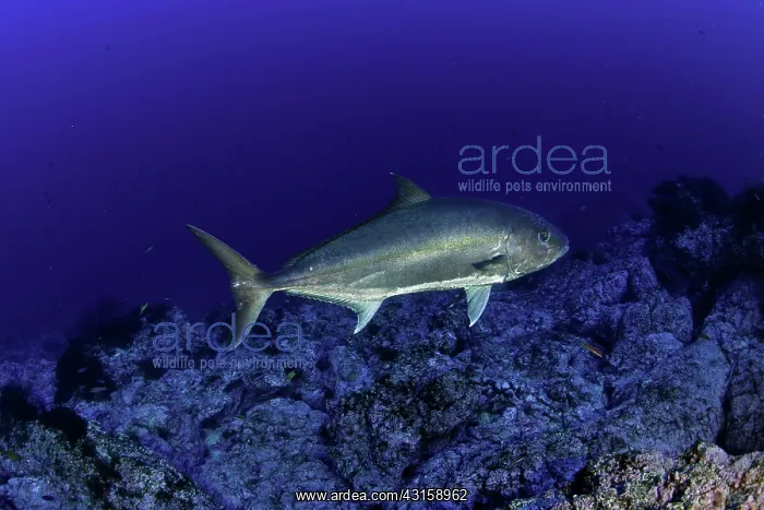 : Greater amberjack, Seriola dumerili, Santa Maria : Greater amberjack, Seriola dumerili, Santa Maria