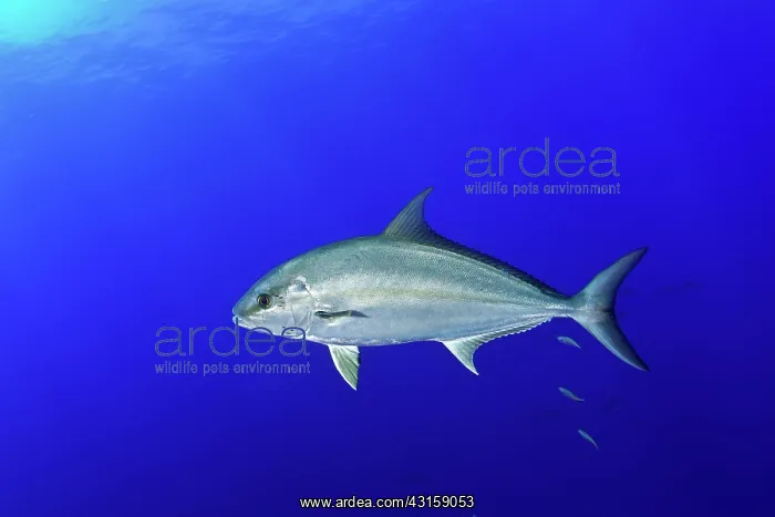 : Greater amberjack, Seriola dumerili, Santa Maria : Greater amberjack, Seriola dumerili, Santa Maria