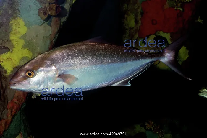 : Greater Amberjack - tropical reefs around the world : Greater Amberjack - tropical reefs around the world