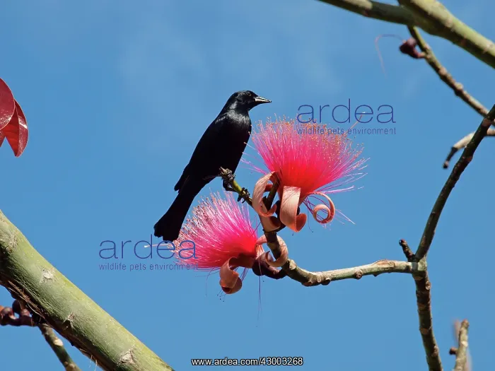 : Greater Antillean Grackle : Greater Antillean Grackle