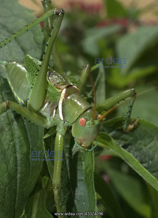 : Greater arid land katydid or red-eyed devil : Greater arid land katydid or red-eyed devil