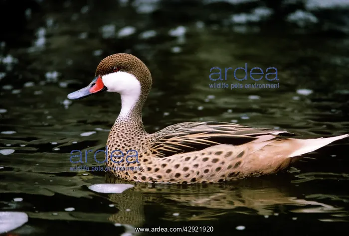 : GREATER BAHAMA PINTAIL DUCK : GREATER BAHAMA PINTAIL DUCK