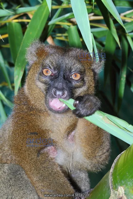 : Greater bamboo lemur (Hapalemur simus) adult eating : Greater bamboo lemur (Hapalemur simus) adult eating