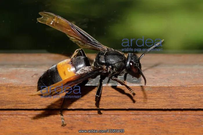 : Greater Banded Hornet : Greater Banded Hornet
