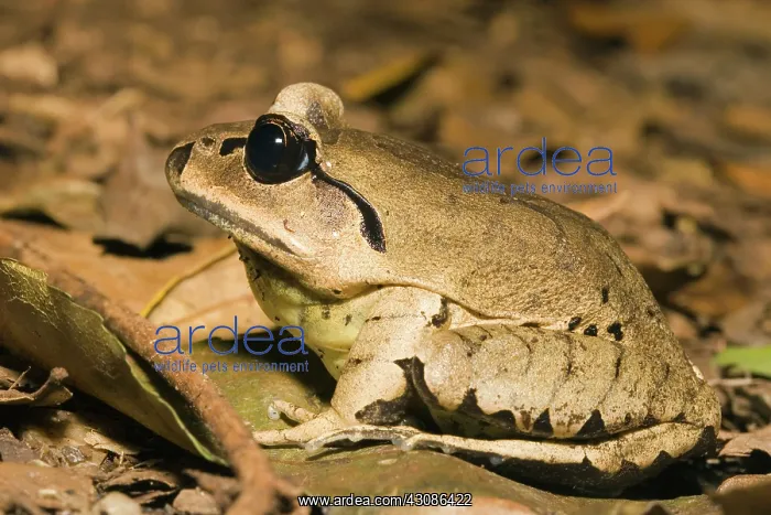 : Greater Barred Frog : Greater Barred Frog
