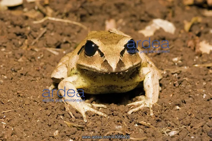 : Greater Barred Frog : Greater Barred Frog