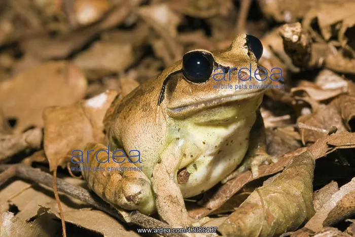 : Greater Barred Frog : Greater Barred Frog