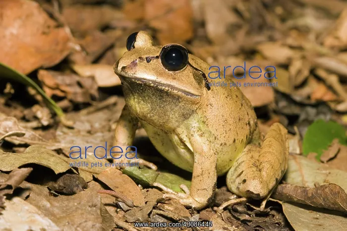 : Greater Barred Frog : Greater Barred Frog