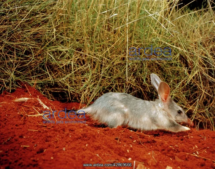 : Greater Bilby - Digging : Greater Bilby - Digging