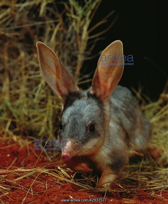 : Greater bilby (Macrotis lagotis) AustraliaIs answer : Greater bilby (Macrotis lagotis) AustraliaIs answer