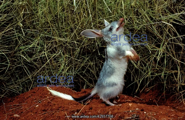  : Greater bilby (Macrotis lagotis) AustraliaIs answer