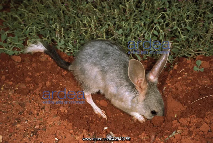 : Greater bilby (Macrotis lagotis) digging for food : Greater bilby (Macrotis lagotis) digging for food