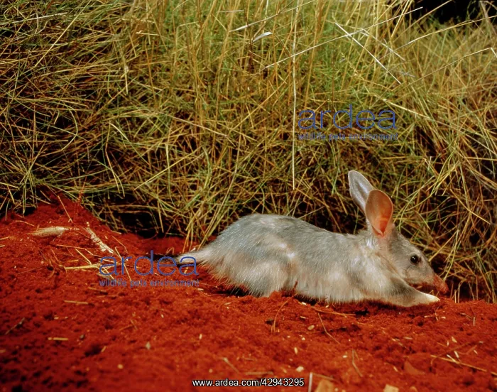 : Greater bilby (Macrotis lagotis) digging. Simpson : Greater bilby (Macrotis lagotis) digging. Simpson