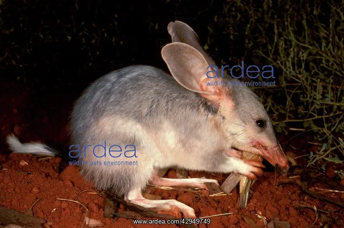 : Greater bilby (Macrotis lagotis) eating prey (grasshopper : Greater bilby (Macrotis lagotis) eating prey (grasshopper