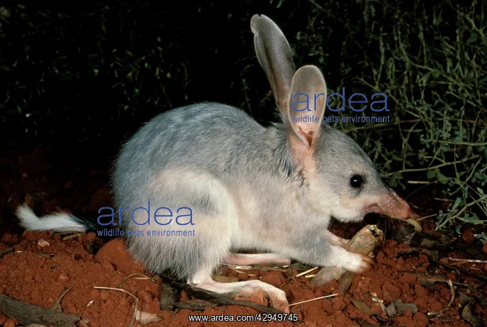 : Greater bilby (Macrotis lagotis) feeding. Telfer : Greater bilby (Macrotis lagotis) feeding. Telfer