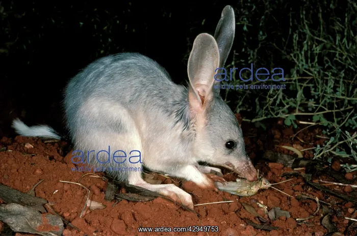 : Greater bilby (Macrotis lagotis) feeding. Telfer : Greater bilby (Macrotis lagotis) feeding. Telfer