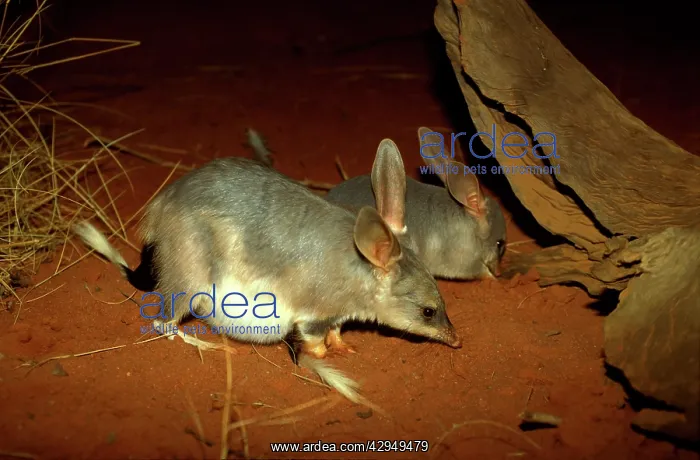 : Greater bilby (Macrotis lagotis) pregnant with : Greater bilby (Macrotis lagotis) pregnant with