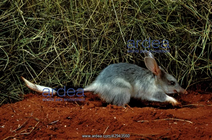 : Greater bilby (Macrotis lagotis) Rare, endangered : Greater bilby (Macrotis lagotis) Rare, endangered