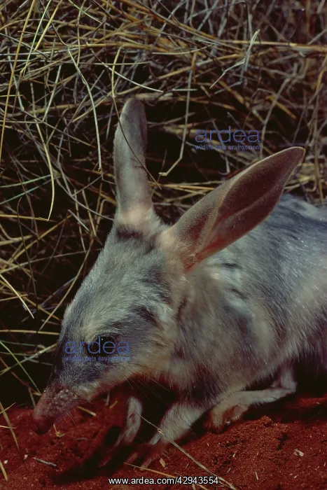 : Greater bilby (Macrotis lagotis). Simpson Desert : Greater bilby (Macrotis lagotis). Simpson Desert