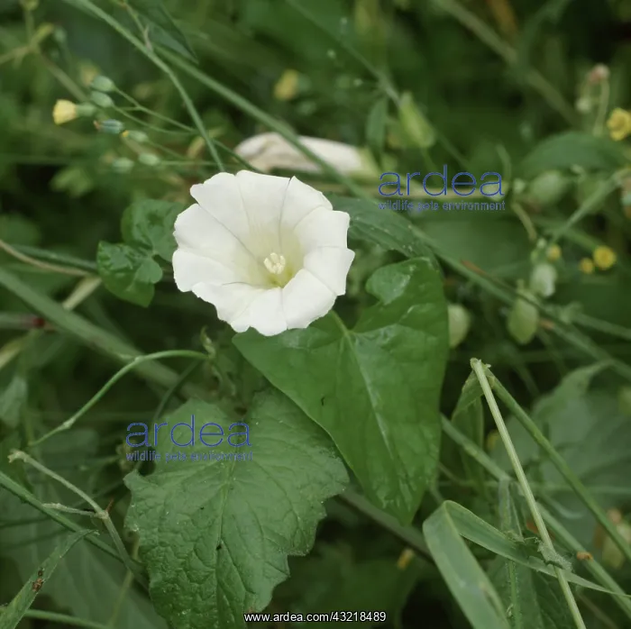 : Greater Bindweed : Greater Bindweed