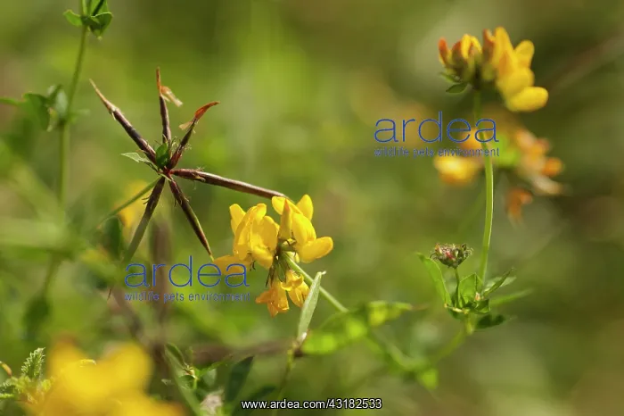 : Greater Bird's foot trefoil, Lotus pedunculatus : Greater Bird's foot trefoil, Lotus pedunculatus
