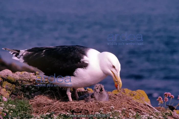: Greater-black Backed Gull - feeding chicks : Greater-black Backed Gull - feeding chicks