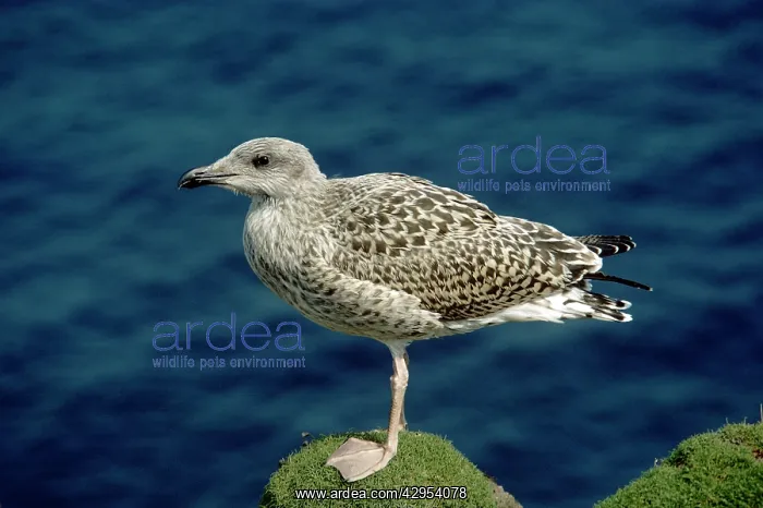: Greater Black Backed Gull - juvenile : Greater Black Backed Gull - juvenile