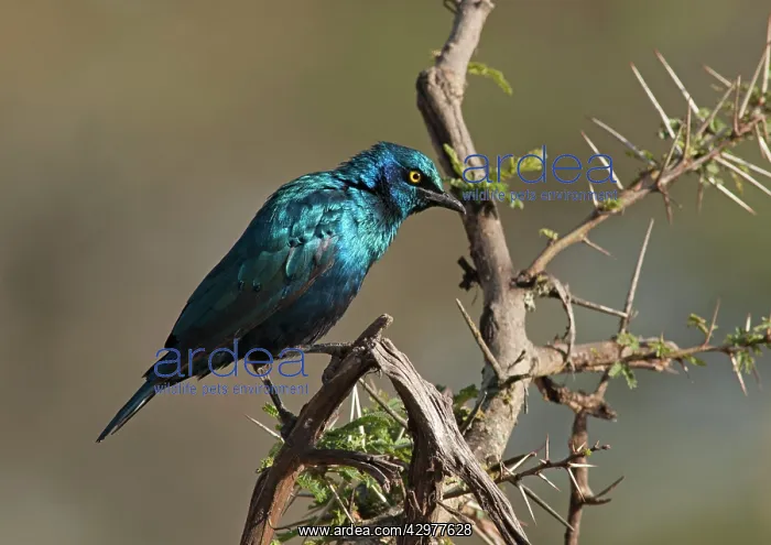  : Greater Blue-eared Starling