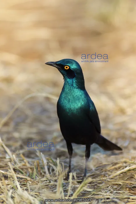 : Greater Blue-eared Starling : Greater Blue-eared Starling