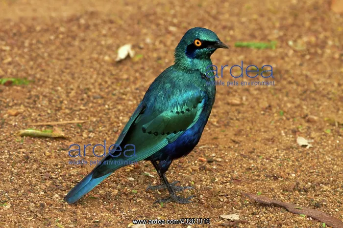  : Greater Blue-eared Starling or Greater Blue-eared