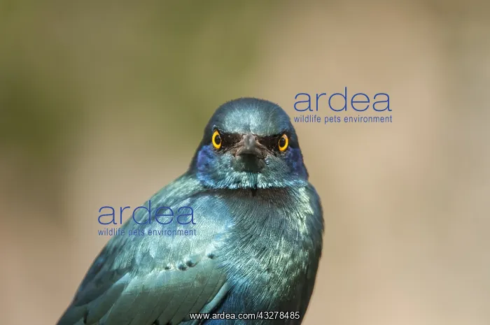 : Greater Blue-eared Starling (Lamprotornis chaly : Greater Blue-eared Starling (Lamprotornis chaly