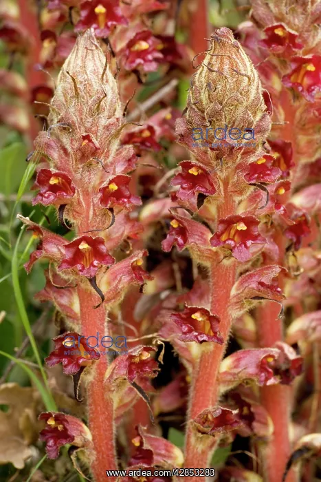 : Greater Broomrape; very rare in UK : Greater Broomrape; very rare in UK